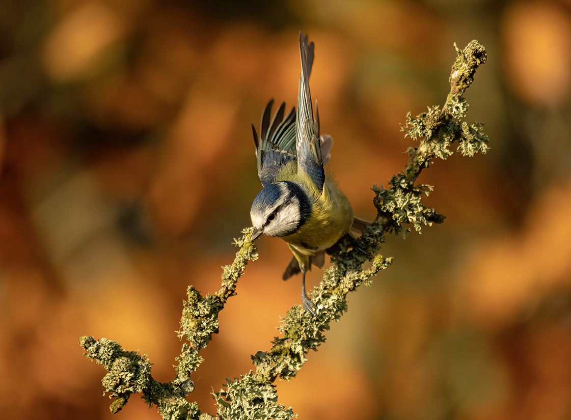 Siskin in Flight