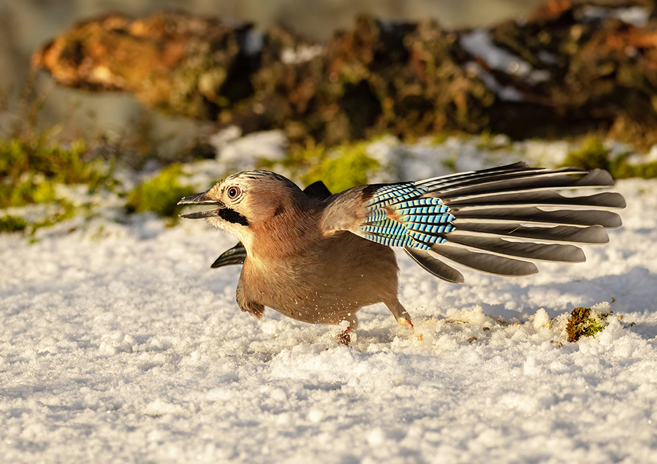 Jay at woodland bird hide