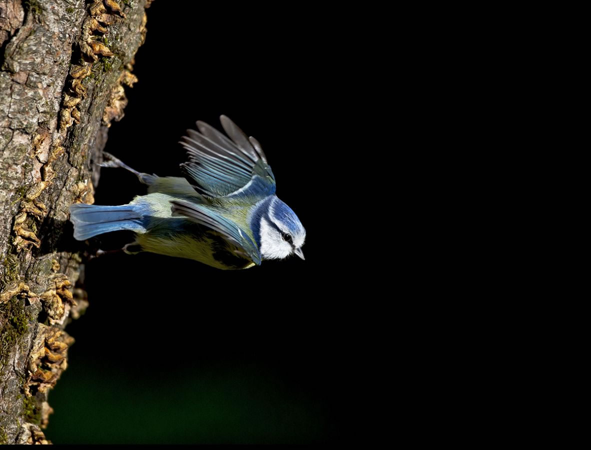 Blue Tit