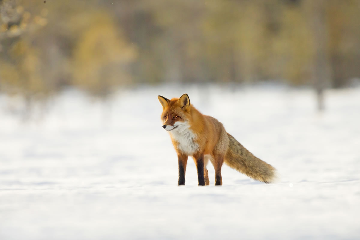 Red Fox