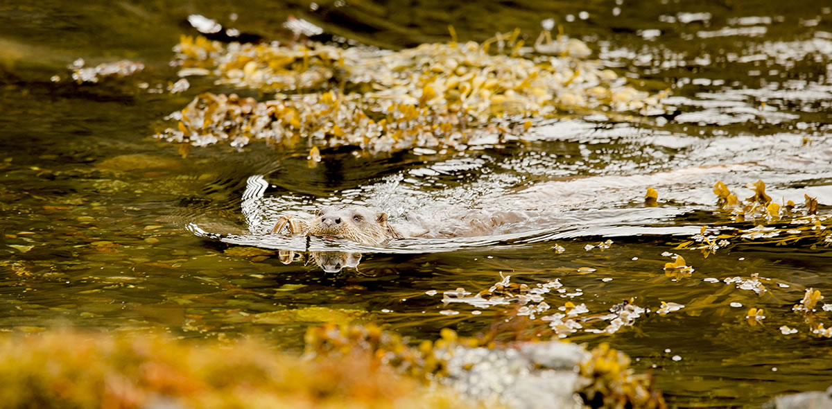 Eurasian Otter