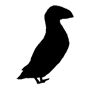 Puffin Workshop