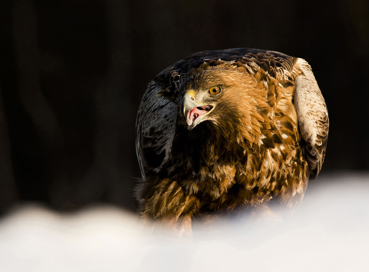 Golden Eagle in setting sun