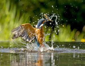 Kingfisher diving