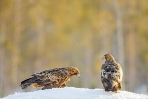 Male and female Golden Eagle