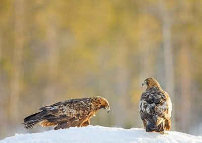 Male and female Golden Eagle