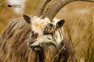 Borders feral goat