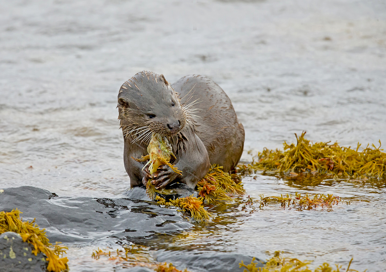 Gift Vouchers | Ron McCombe-Wildlife Photographer