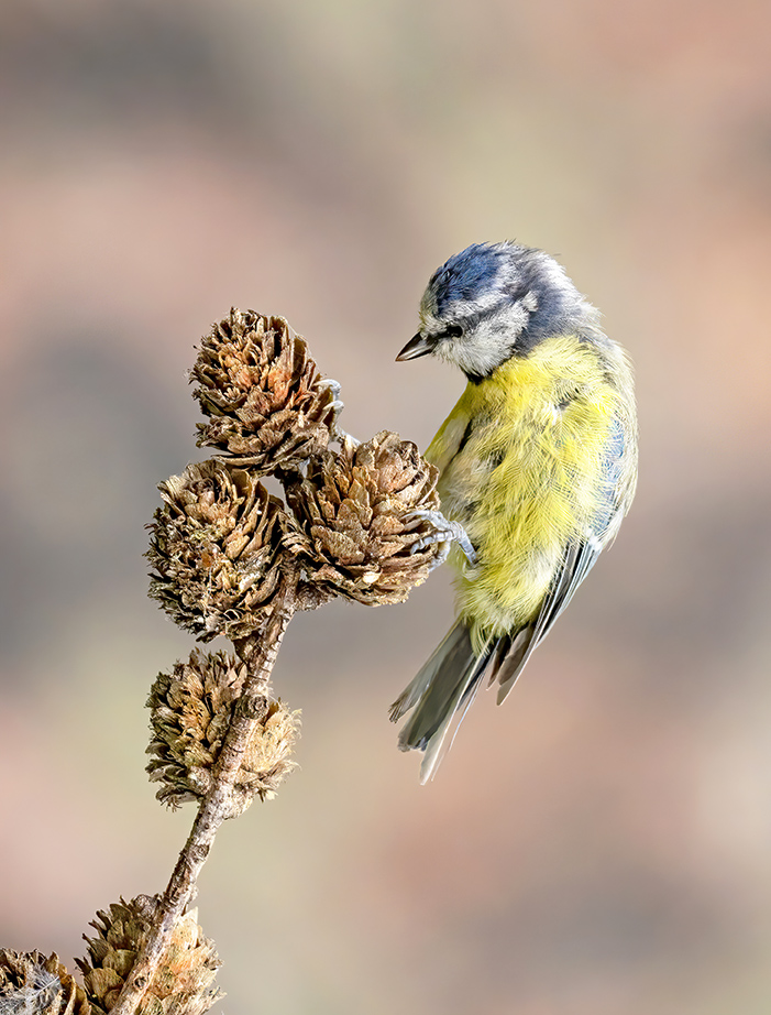 Blue Tit