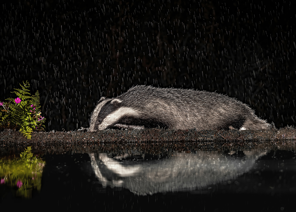 Badger in the Rain