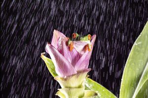 red eyed tree frog