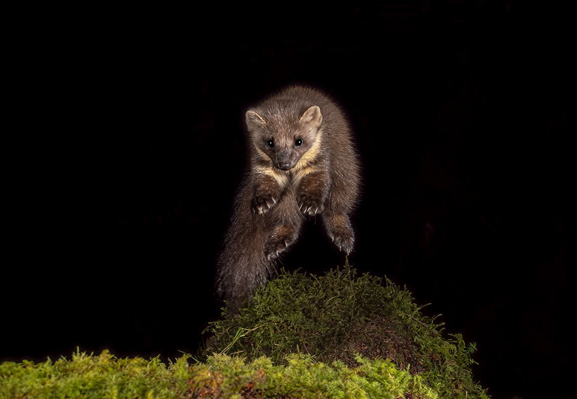 Pine Marten