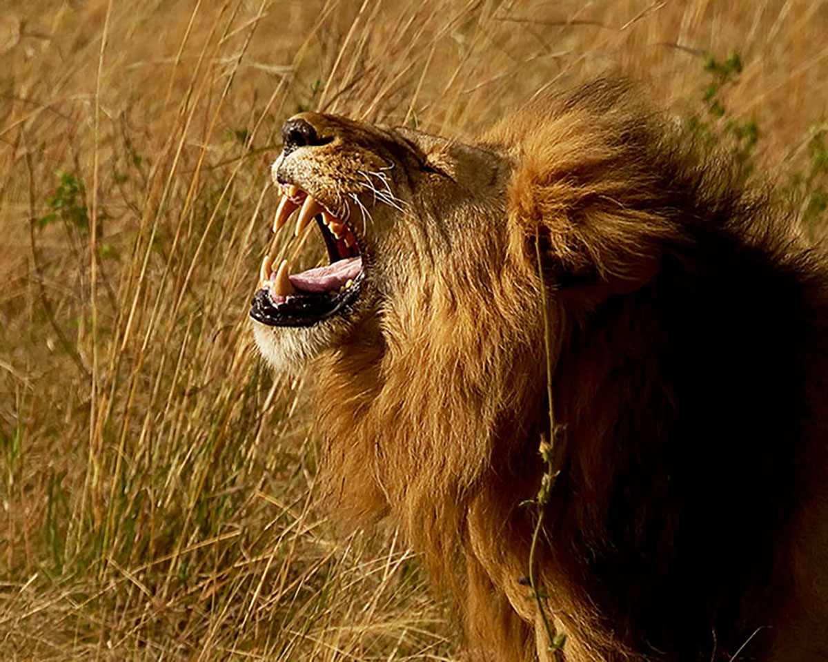 Lion