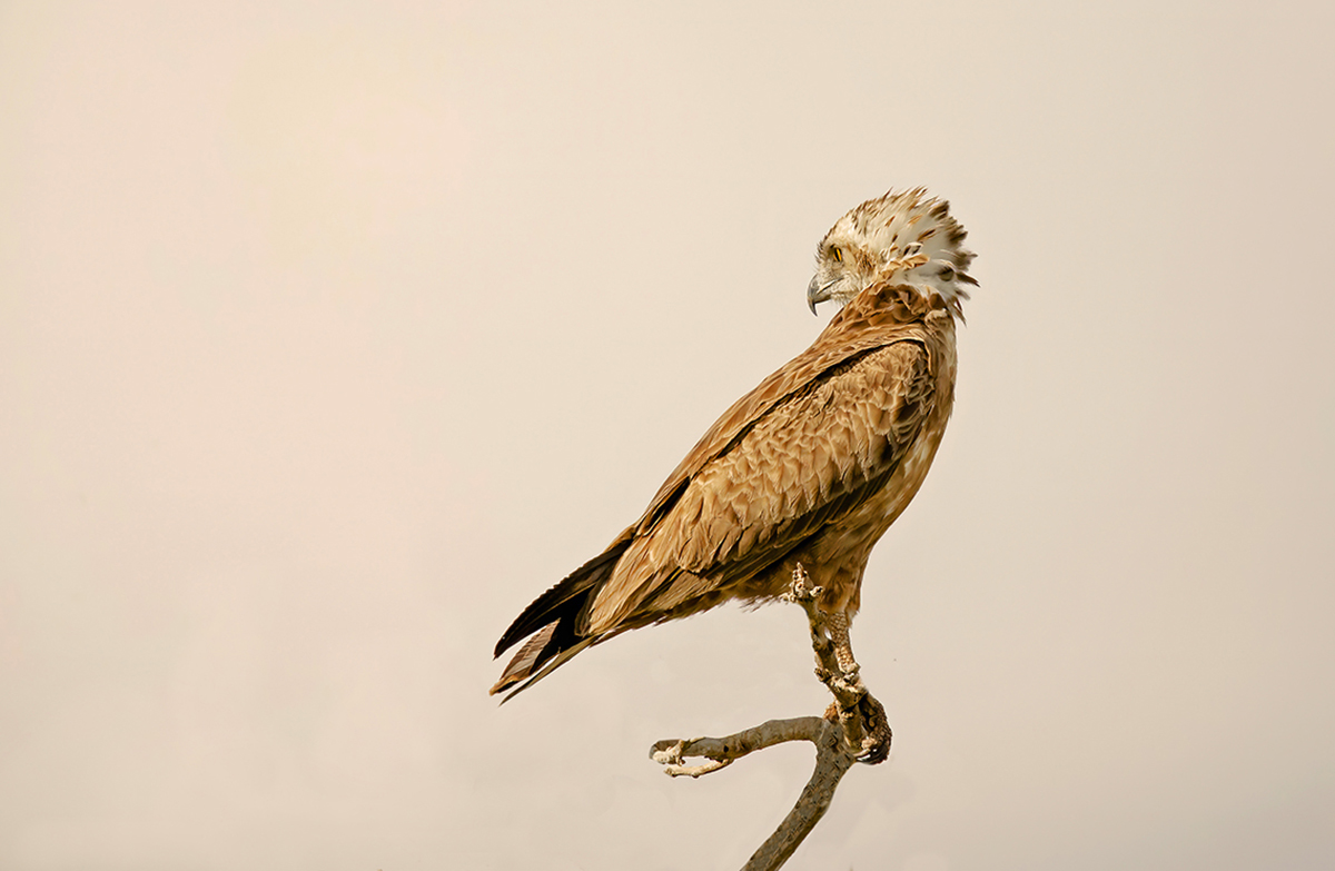 Brown Snake Eagle