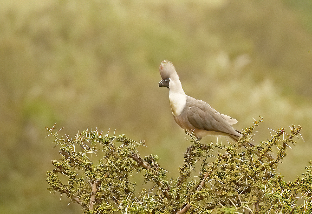 Bare-faced Go-away-bird - eBird