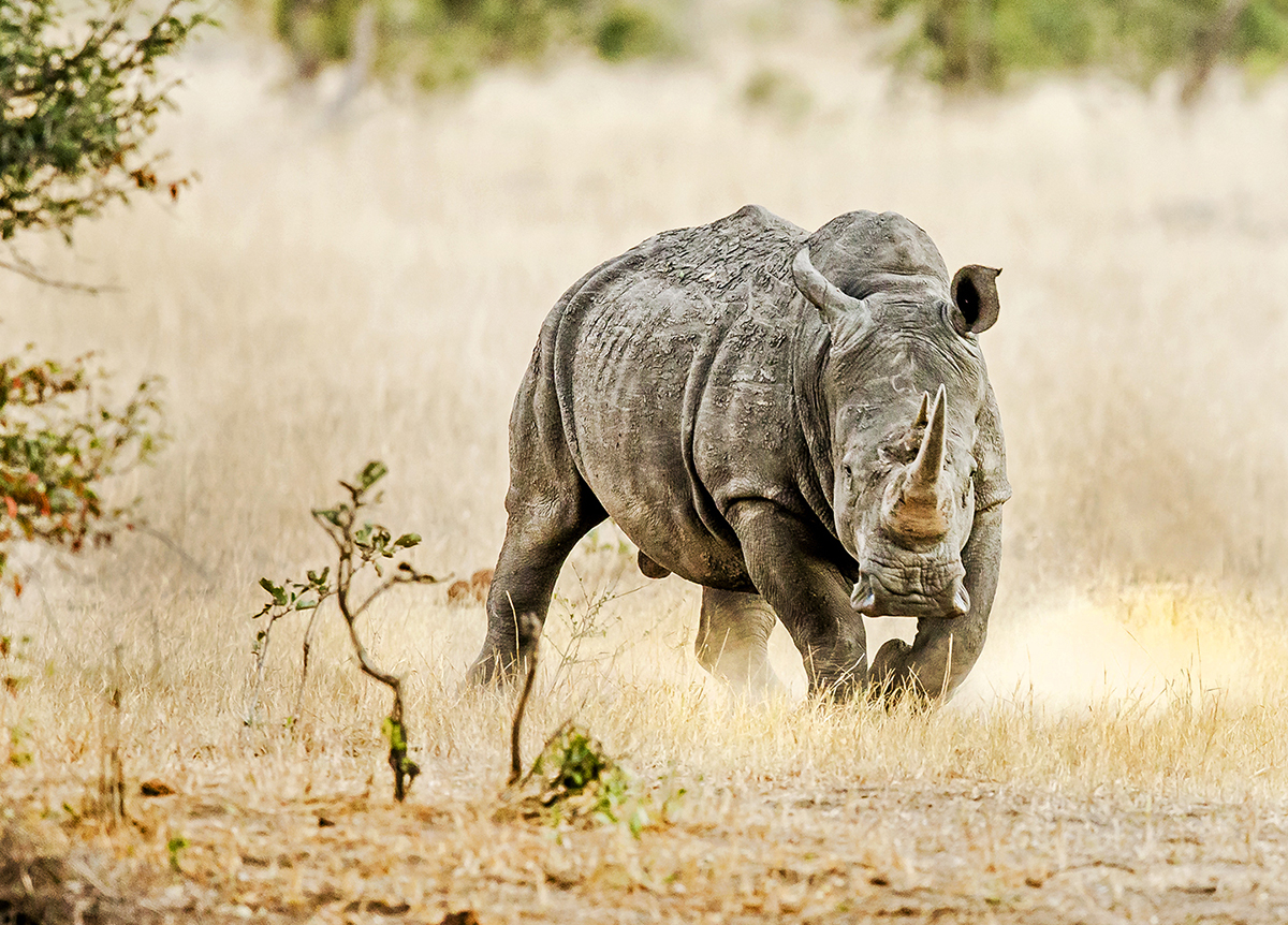 White Rhinoceros