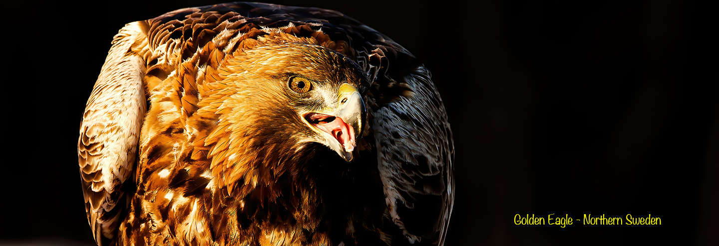 Golden Eagle Northern Sweden