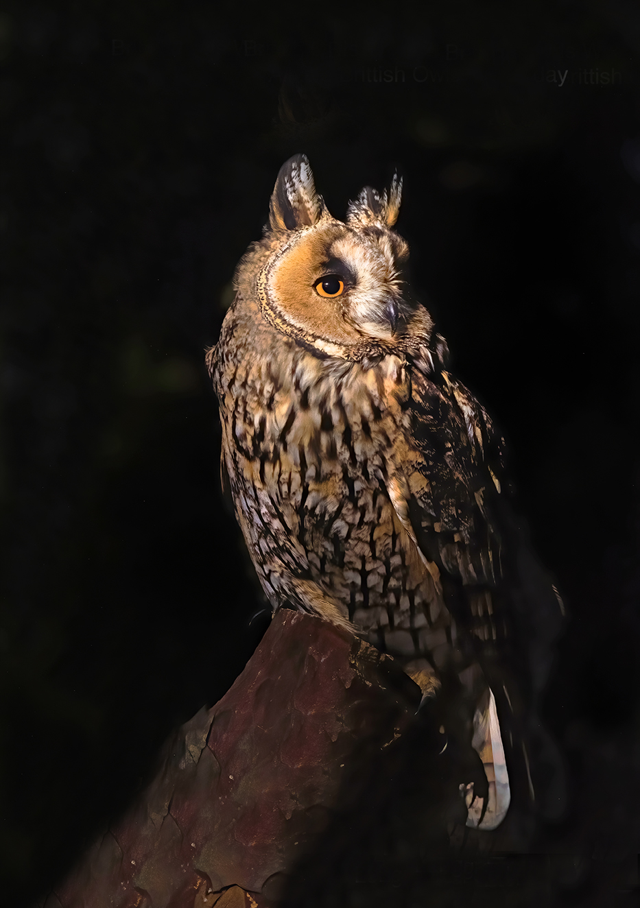 Long eared Owl