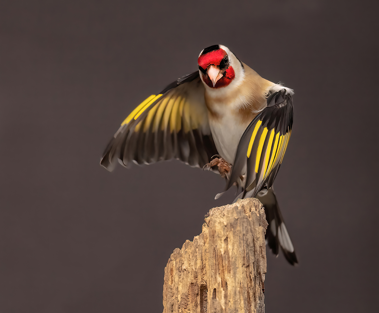 goldfinch