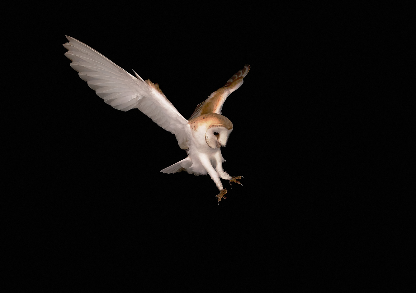 Barn Owl