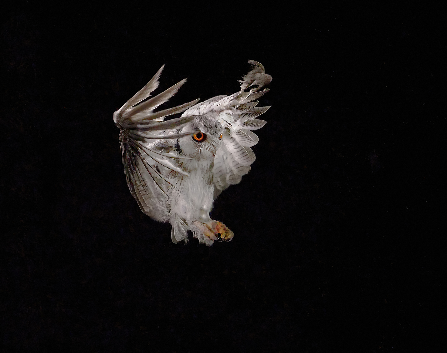 Scops Owl in flight