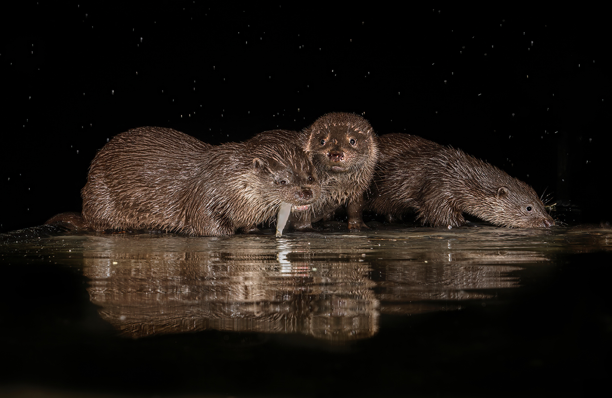 Eurasian Otter
