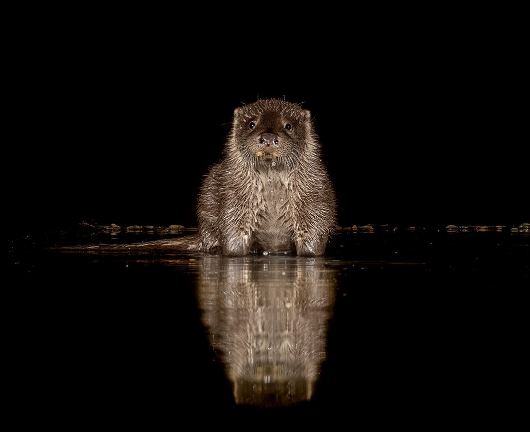 72 otter _1057588-denoise-severe-noise-sharpen-motion