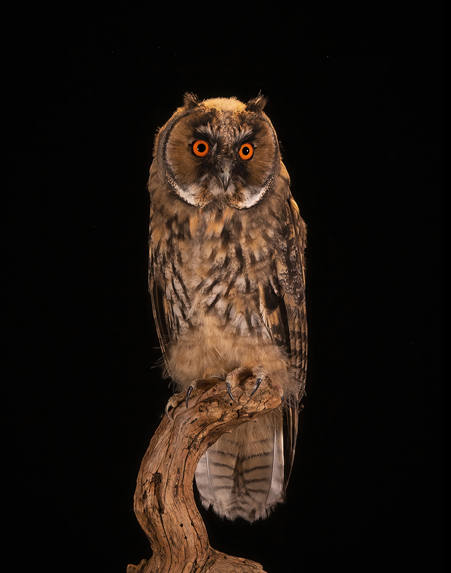 Long-eared Owl - Juvenile