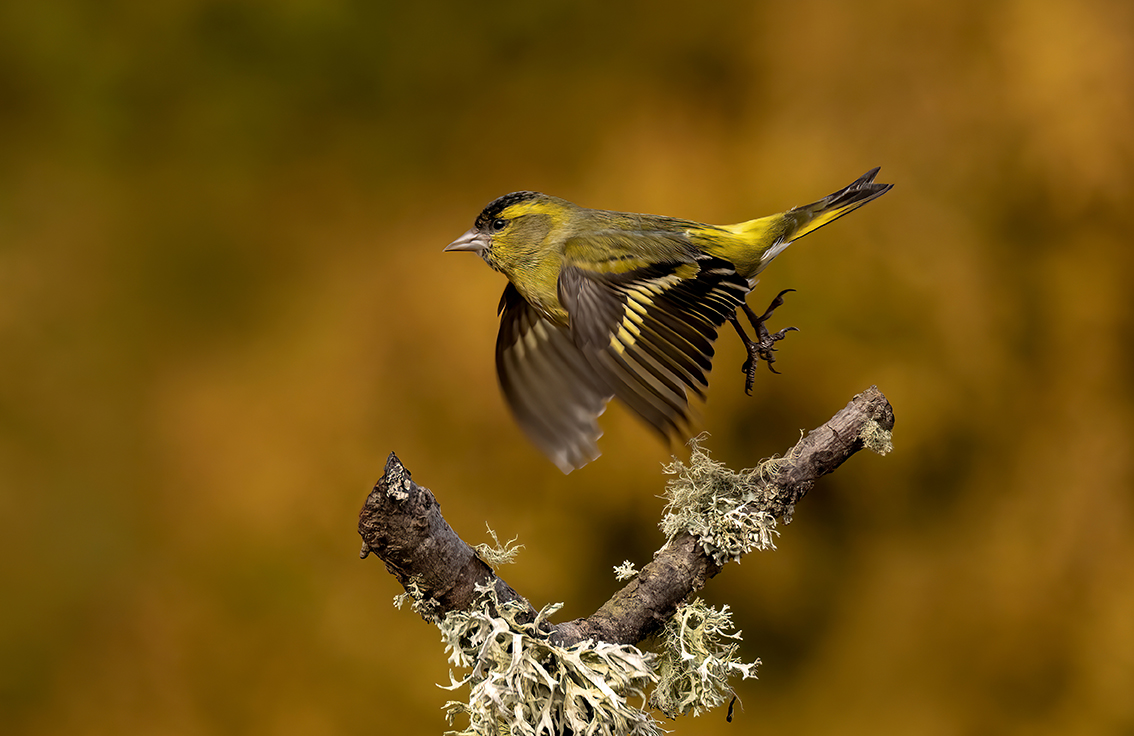 Siskin in Flight
