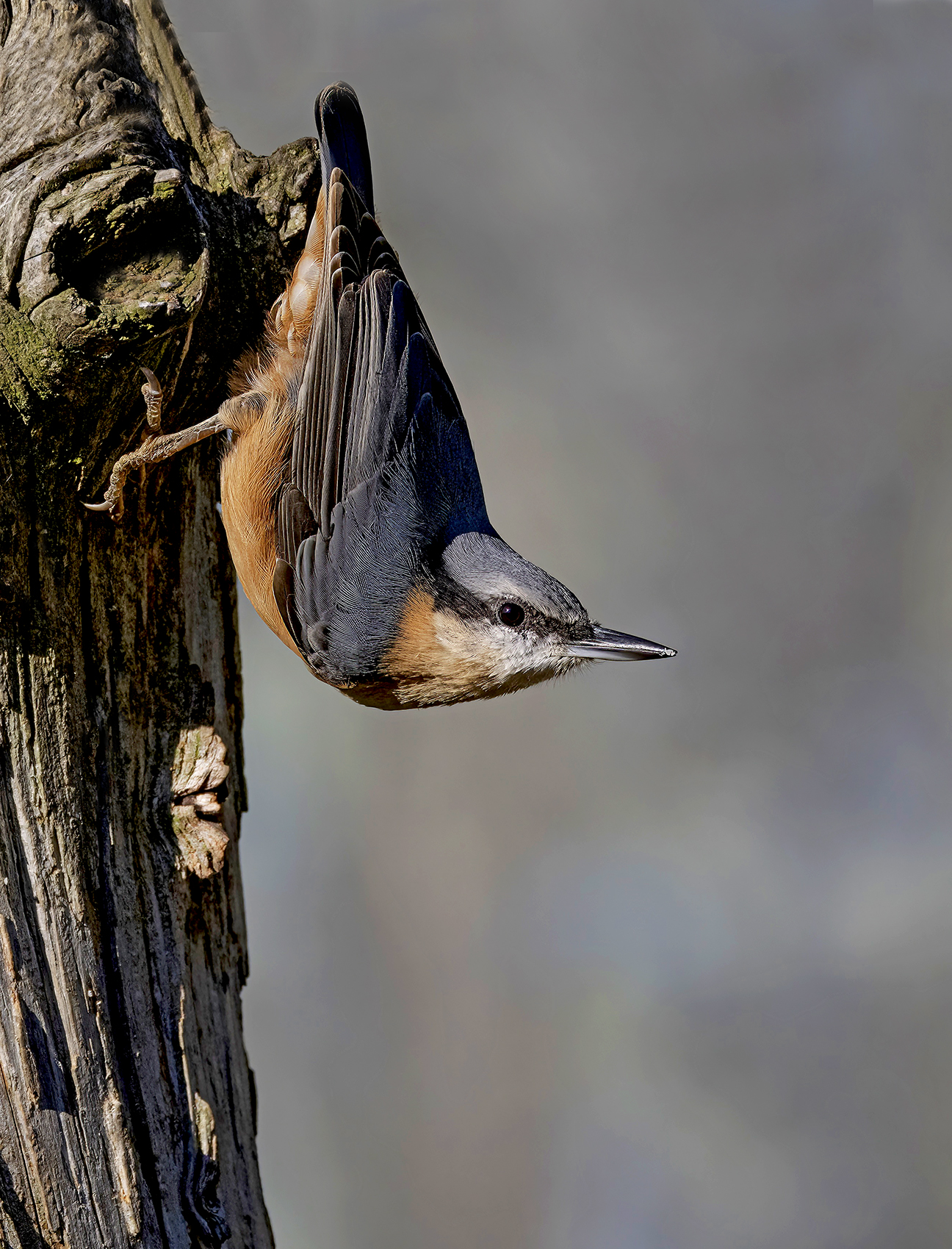 72 nuthatch P9171675-topaz-denoise-sharpen