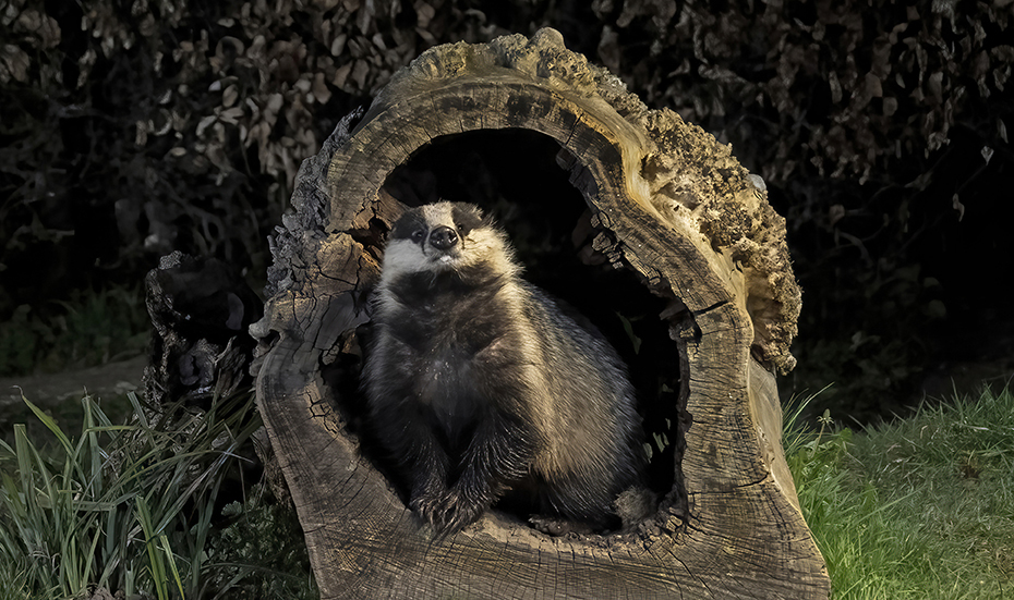 x 72 Badger _1306137-denoise-standard-sharpen-Softness